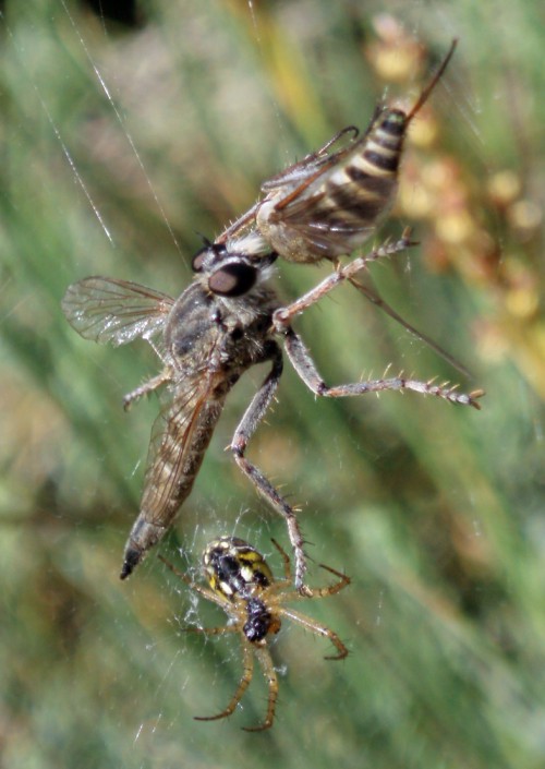 Galleria di insetti predatori e loro prede